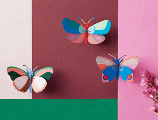 Sycamore Butterfly